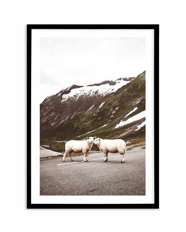 Sheep On The Road Art Print-PRINT-Olive et Oriel-Olive et Oriel-A5 | 5.8" x 8.3" | 14.8 x 21cm-Black-With White Border-Buy-Australian-Art-Prints-Online-with-Olive-et-Oriel-Your-Artwork-Specialists-Austrailia-Decorate-With-Coastal-Photo-Wall-Art-Prints-From-Our-Beach-House-Artwork-Collection-Fine-Poster-and-Framed-Artwork