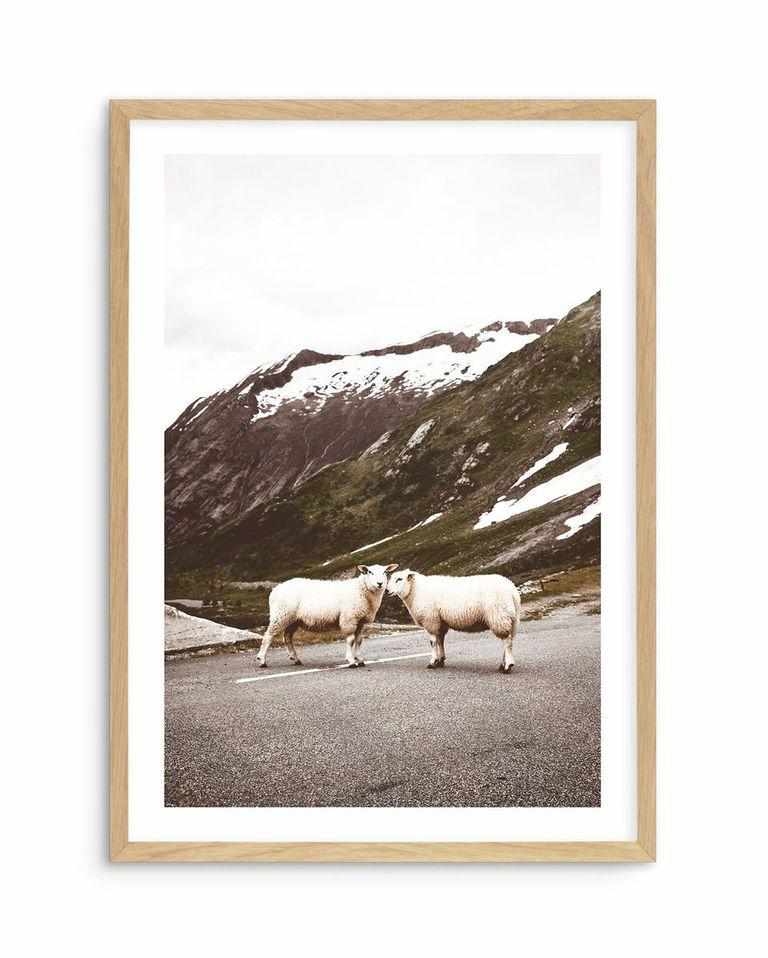 Sheep On The Road Art Print-PRINT-Olive et Oriel-Olive et Oriel-A5 | 5.8" x 8.3" | 14.8 x 21cm-Oak-With White Border-Buy-Australian-Art-Prints-Online-with-Olive-et-Oriel-Your-Artwork-Specialists-Austrailia-Decorate-With-Coastal-Photo-Wall-Art-Prints-From-Our-Beach-House-Artwork-Collection-Fine-Poster-and-Framed-Artwork