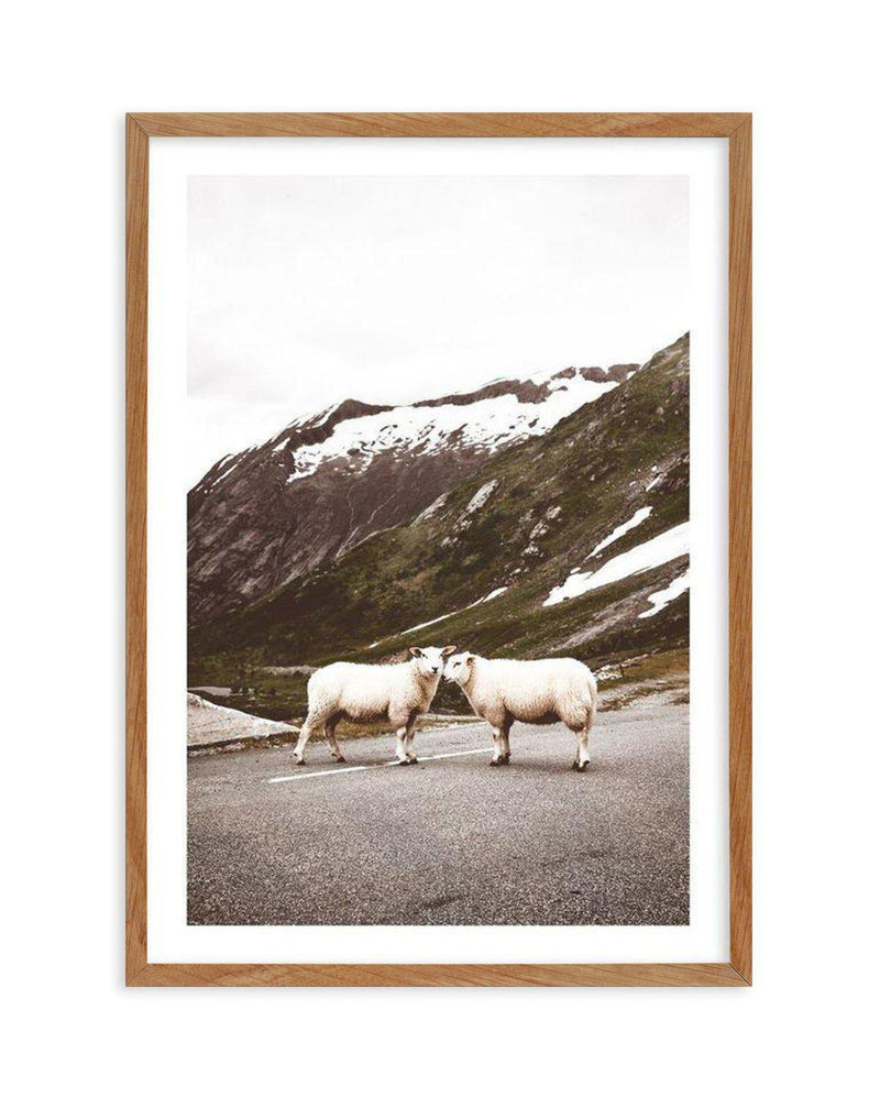 Sheep On The Road Art Print-PRINT-Olive et Oriel-Olive et Oriel-Buy-Australian-Art-Prints-Online-with-Olive-et-Oriel-Your-Artwork-Specialists-Austrailia-Decorate-With-Coastal-Photo-Wall-Art-Prints-From-Our-Beach-House-Artwork-Collection-Fine-Poster-and-Framed-Artwork
