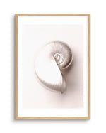 Shell II Art Print-PRINT-Olive et Oriel-Olive et Oriel-A5 | 5.8" x 8.3" | 14.8 x 21cm-Oak-With White Border-Buy-Australian-Art-Prints-Online-with-Olive-et-Oriel-Your-Artwork-Specialists-Austrailia-Decorate-With-Coastal-Photo-Wall-Art-Prints-From-Our-Beach-House-Artwork-Collection-Fine-Poster-and-Framed-Artwork
