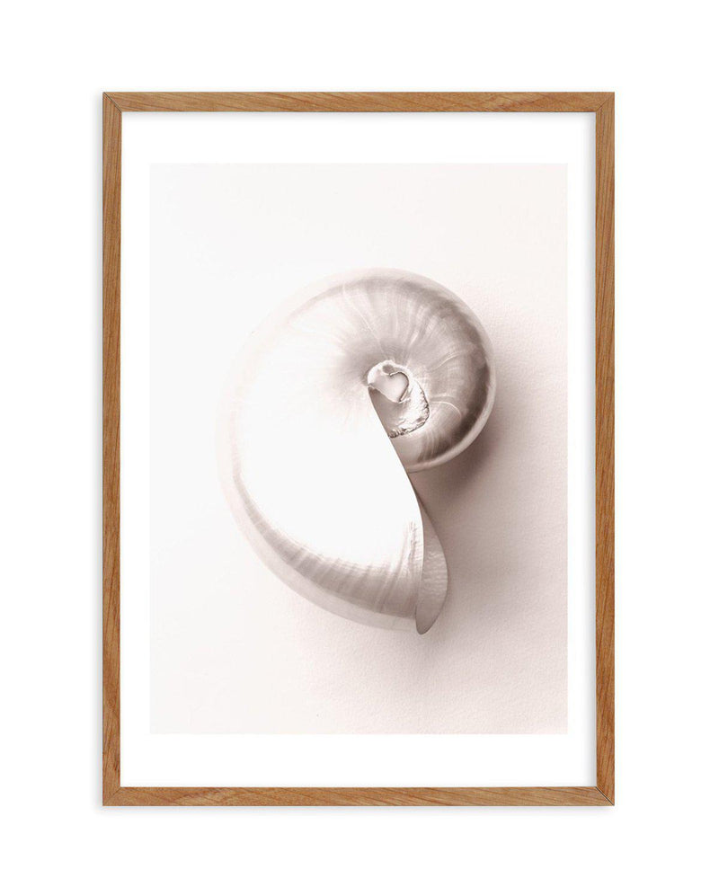 Shell II Art Print-PRINT-Olive et Oriel-Olive et Oriel-50x70 cm | 19.6" x 27.5"-Walnut-With White Border-Buy-Australian-Art-Prints-Online-with-Olive-et-Oriel-Your-Artwork-Specialists-Austrailia-Decorate-With-Coastal-Photo-Wall-Art-Prints-From-Our-Beach-House-Artwork-Collection-Fine-Poster-and-Framed-Artwork