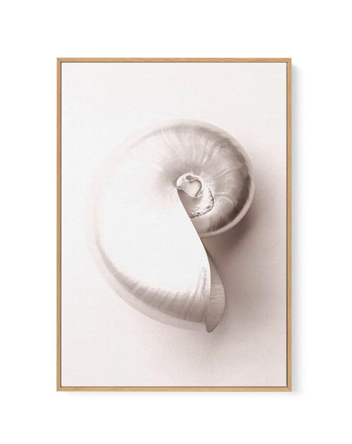 Shell II | Framed Canvas-CANVAS-You can shop wall art online with Olive et Oriel for everything from abstract art to fun kids wall art. Our beautiful modern art prints and canvas art are available from large canvas prints to wall art paintings and our proudly Australian artwork collection offers only the highest quality framed large wall art and canvas art Australia - You can buy fashion photography prints or Hampton print posters and paintings on canvas from Olive et Oriel and have them deliver