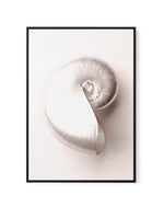 Shell II | Framed Canvas-CANVAS-You can shop wall art online with Olive et Oriel for everything from abstract art to fun kids wall art. Our beautiful modern art prints and canvas art are available from large canvas prints to wall art paintings and our proudly Australian artwork collection offers only the highest quality framed large wall art and canvas art Australia - You can buy fashion photography prints or Hampton print posters and paintings on canvas from Olive et Oriel and have them deliver