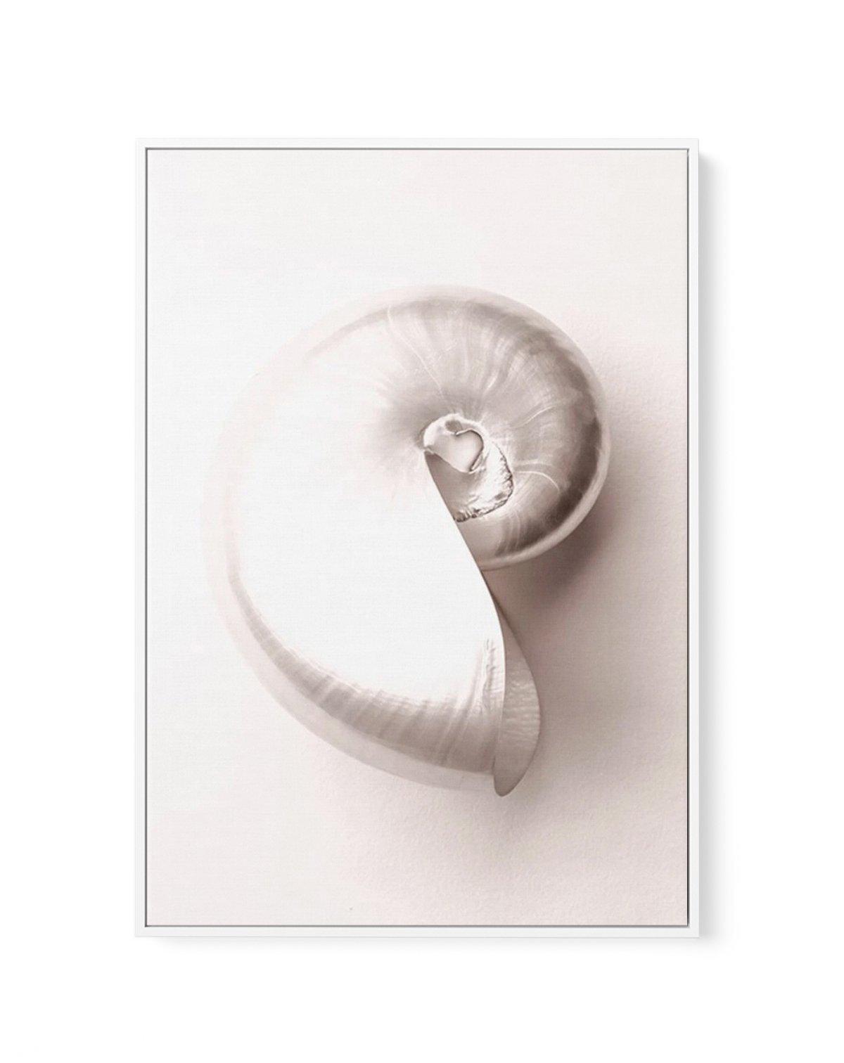 Shell II | Framed Canvas-CANVAS-You can shop wall art online with Olive et Oriel for everything from abstract art to fun kids wall art. Our beautiful modern art prints and canvas art are available from large canvas prints to wall art paintings and our proudly Australian artwork collection offers only the highest quality framed large wall art and canvas art Australia - You can buy fashion photography prints or Hampton print posters and paintings on canvas from Olive et Oriel and have them deliver