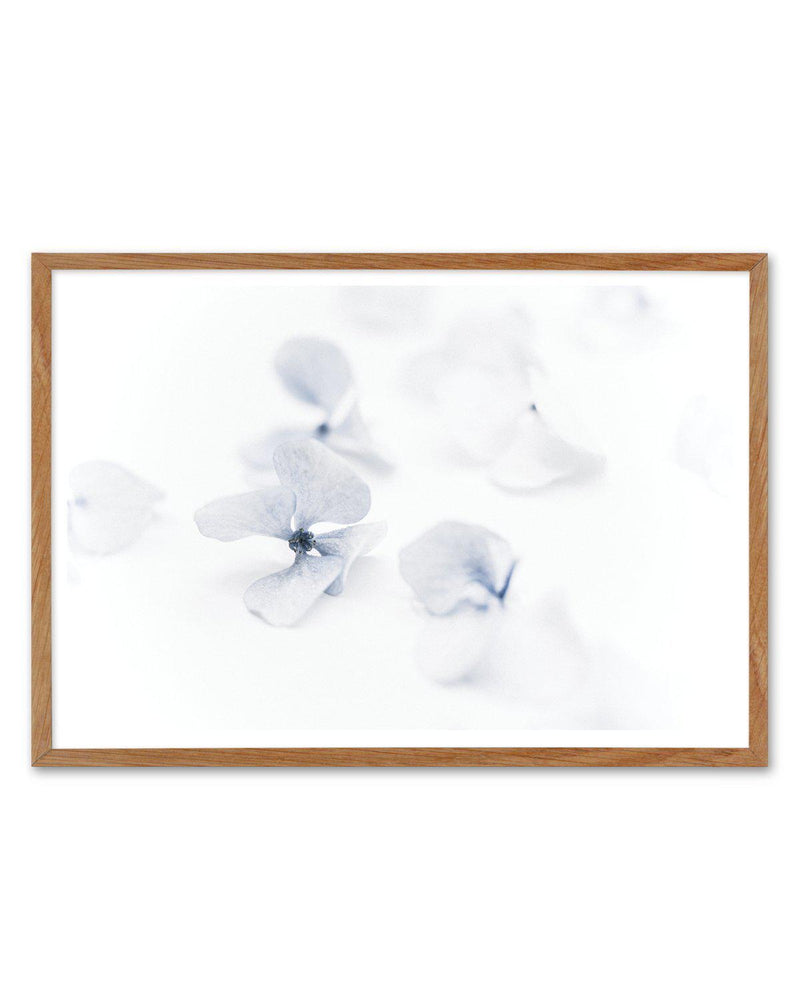 She's So Calm | Hydrangea II Art Print-PRINT-Olive et Oriel-Olive et Oriel-50x70 cm | 19.6" x 27.5"-Walnut-With White Border-Buy-Australian-Art-Prints-Online-with-Olive-et-Oriel-Your-Artwork-Specialists-Austrailia-Decorate-With-Coastal-Photo-Wall-Art-Prints-From-Our-Beach-House-Artwork-Collection-Fine-Poster-and-Framed-Artwork