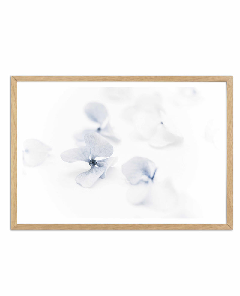 She's So Calm | Hydrangea II Art Print-PRINT-Olive et Oriel-Olive et Oriel-A4 | 8.3" x 11.7" | 21 x 29.7cm-Oak-With White Border-Buy-Australian-Art-Prints-Online-with-Olive-et-Oriel-Your-Artwork-Specialists-Austrailia-Decorate-With-Coastal-Photo-Wall-Art-Prints-From-Our-Beach-House-Artwork-Collection-Fine-Poster-and-Framed-Artwork