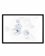 She's So Calm | Hydrangea II Art Print-PRINT-Olive et Oriel-Olive et Oriel-A4 | 8.3" x 11.7" | 21 x 29.7cm-Black-With White Border-Buy-Australian-Art-Prints-Online-with-Olive-et-Oriel-Your-Artwork-Specialists-Austrailia-Decorate-With-Coastal-Photo-Wall-Art-Prints-From-Our-Beach-House-Artwork-Collection-Fine-Poster-and-Framed-Artwork