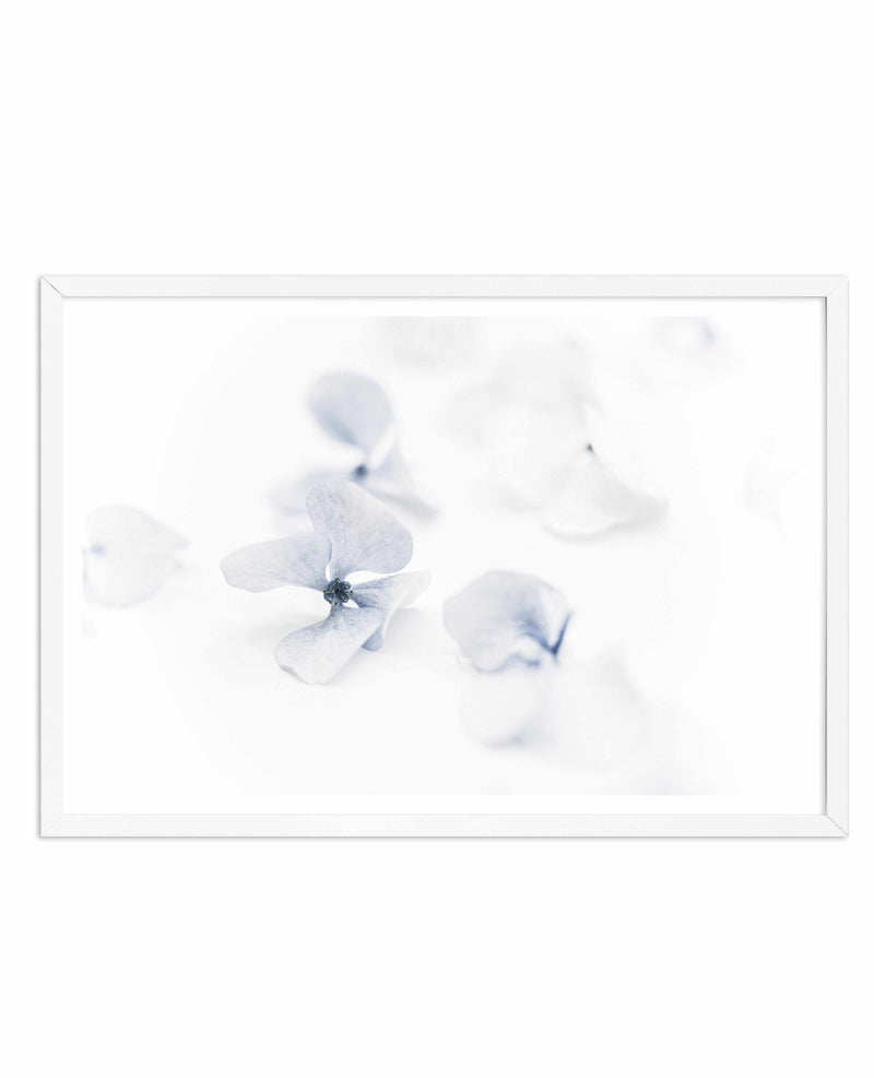 She's So Calm | Hydrangea II Art Print-PRINT-Olive et Oriel-Olive et Oriel-A4 | 8.3" x 11.7" | 21 x 29.7cm-White-With White Border-Buy-Australian-Art-Prints-Online-with-Olive-et-Oriel-Your-Artwork-Specialists-Austrailia-Decorate-With-Coastal-Photo-Wall-Art-Prints-From-Our-Beach-House-Artwork-Collection-Fine-Poster-and-Framed-Artwork