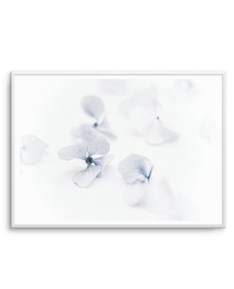 She's So Calm | Hydrangea II Art Print-PRINT-Olive et Oriel-Olive et Oriel-A4 | 8.3" x 11.7" | 21 x 29.7cm-Unframed Art Print-With White Border-Buy-Australian-Art-Prints-Online-with-Olive-et-Oriel-Your-Artwork-Specialists-Austrailia-Decorate-With-Coastal-Photo-Wall-Art-Prints-From-Our-Beach-House-Artwork-Collection-Fine-Poster-and-Framed-Artwork