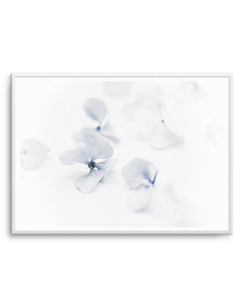 She's So Calm | Hydrangea II Art Print-PRINT-Olive et Oriel-Olive et Oriel-A4 | 8.3" x 11.7" | 21 x 29.7cm-Unframed Art Print-With White Border-Buy-Australian-Art-Prints-Online-with-Olive-et-Oriel-Your-Artwork-Specialists-Austrailia-Decorate-With-Coastal-Photo-Wall-Art-Prints-From-Our-Beach-House-Artwork-Collection-Fine-Poster-and-Framed-Artwork
