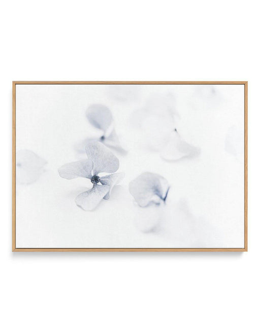 She's So Calm | Hydrangea II | Framed Canvas-CANVAS-You can shop wall art online with Olive et Oriel for everything from abstract art to fun kids wall art. Our beautiful modern art prints and canvas art are available from large canvas prints to wall art paintings and our proudly Australian artwork collection offers only the highest quality framed large wall art and canvas art Australia - You can buy fashion photography prints or Hampton print posters and paintings on canvas from Olive et Oriel a