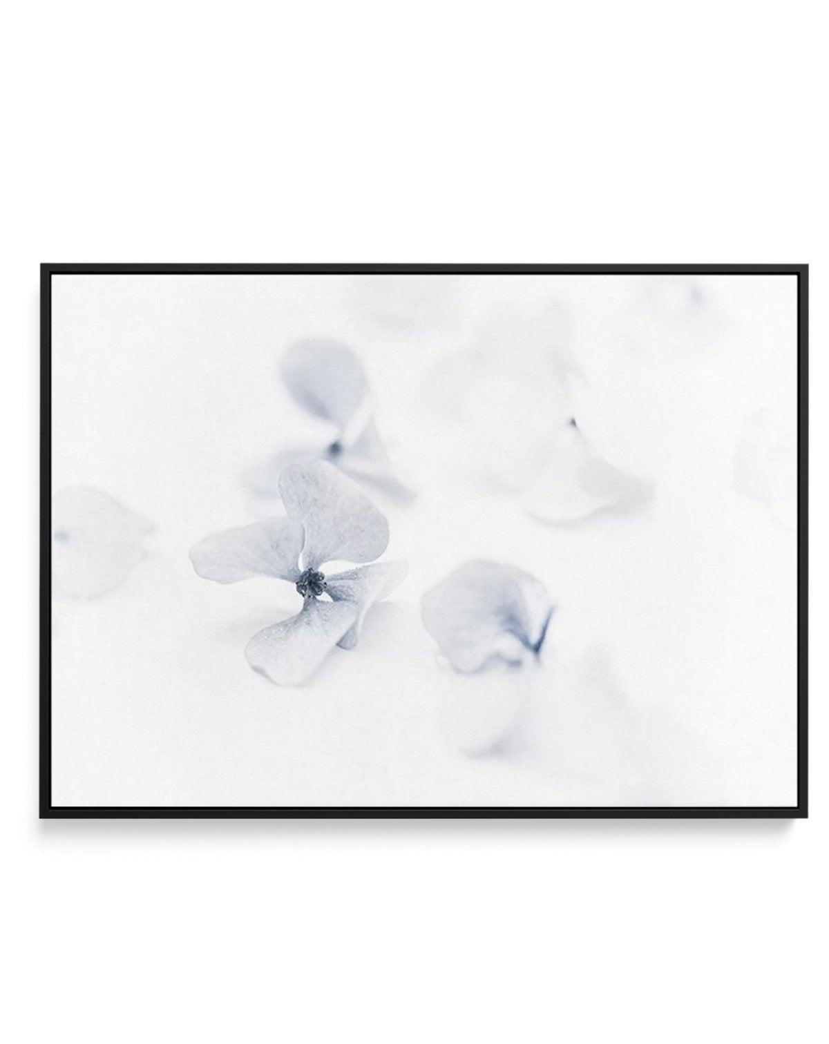 She's So Calm | Hydrangea II | Framed Canvas-CANVAS-You can shop wall art online with Olive et Oriel for everything from abstract art to fun kids wall art. Our beautiful modern art prints and canvas art are available from large canvas prints to wall art paintings and our proudly Australian artwork collection offers only the highest quality framed large wall art and canvas art Australia - You can buy fashion photography prints or Hampton print posters and paintings on canvas from Olive et Oriel a