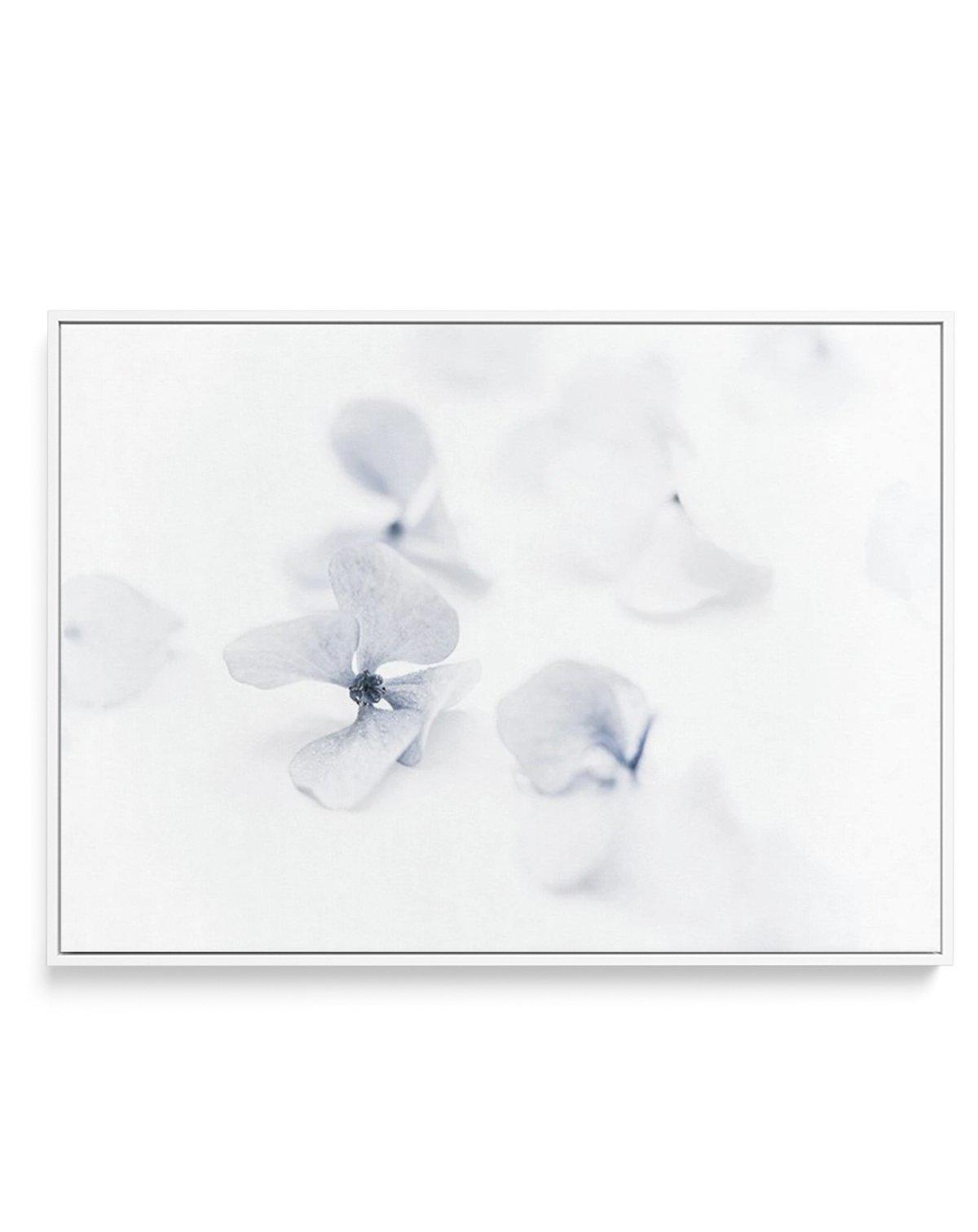 She's So Calm | Hydrangea II | Framed Canvas-CANVAS-You can shop wall art online with Olive et Oriel for everything from abstract art to fun kids wall art. Our beautiful modern art prints and canvas art are available from large canvas prints to wall art paintings and our proudly Australian artwork collection offers only the highest quality framed large wall art and canvas art Australia - You can buy fashion photography prints or Hampton print posters and paintings on canvas from Olive et Oriel a