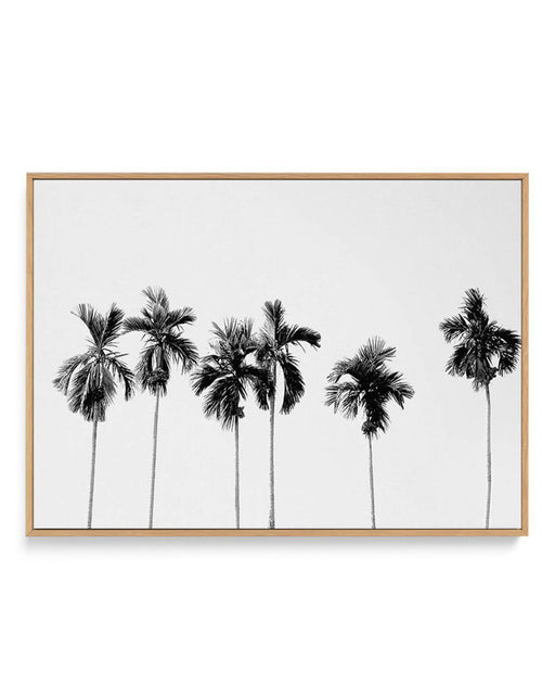 Six Palms | Framed Canvas-CANVAS-You can shop wall art online with Olive et Oriel for everything from abstract art to fun kids wall art. Our beautiful modern art prints and canvas art are available from large canvas prints to wall art paintings and our proudly Australian artwork collection offers only the highest quality framed large wall art and canvas art Australia - You can buy fashion photography prints or Hampton print posters and paintings on canvas from Olive et Oriel and have them delive