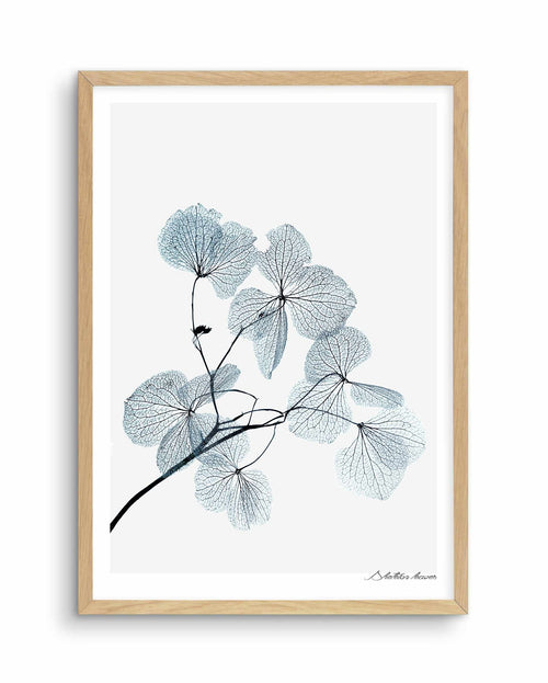 Skeleton Leaves Art Print-PRINT-Olive et Oriel-Olive et Oriel-A5 | 5.8" x 8.3" | 14.8 x 21cm-Oak-With White Border-Buy-Australian-Art-Prints-Online-with-Olive-et-Oriel-Your-Artwork-Specialists-Austrailia-Decorate-With-Coastal-Photo-Wall-Art-Prints-From-Our-Beach-House-Artwork-Collection-Fine-Poster-and-Framed-Artwork