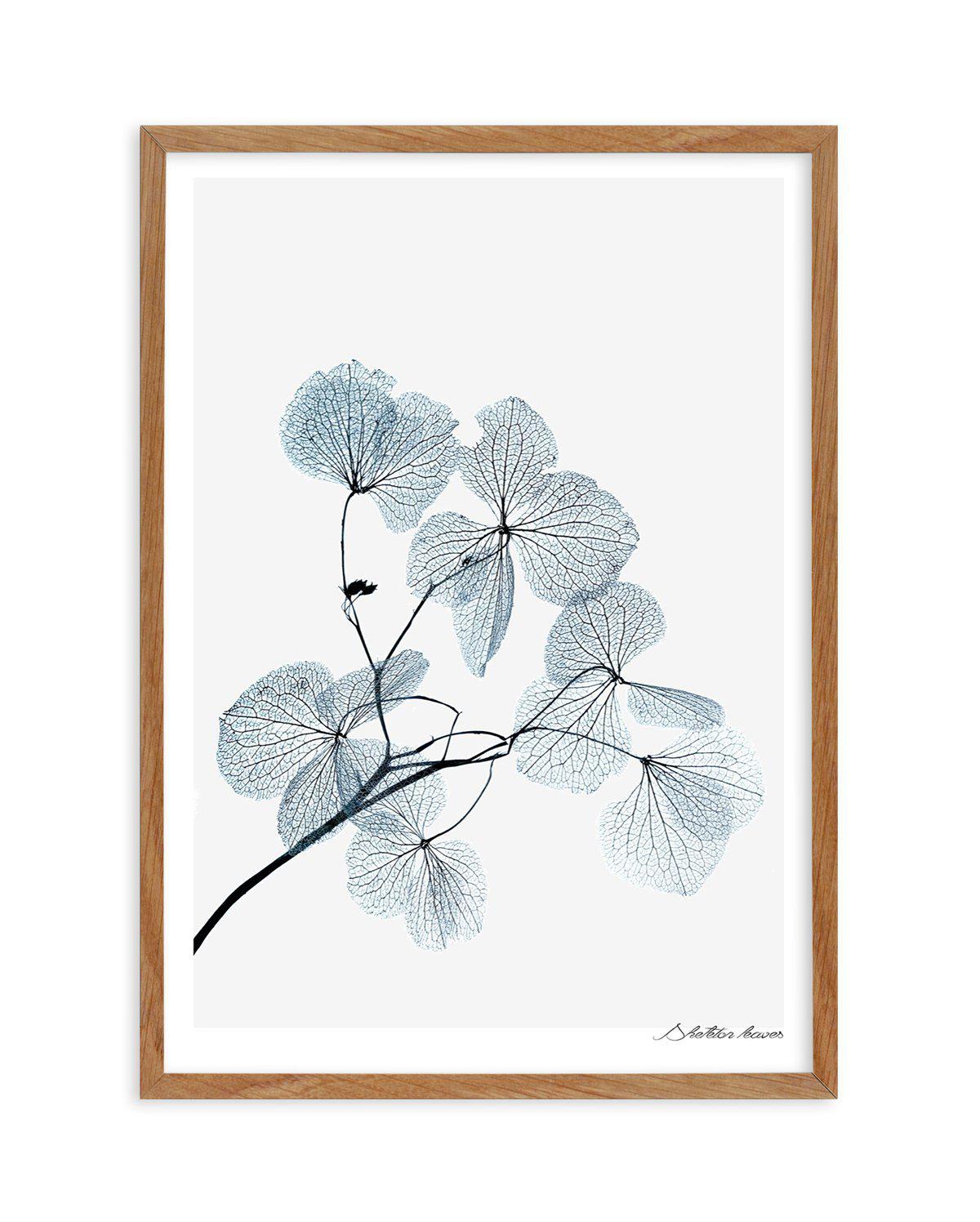 Skeleton Leaves Art Print-PRINT-Olive et Oriel-Olive et Oriel-50x70 cm | 19.6" x 27.5"-Walnut-With White Border-Buy-Australian-Art-Prints-Online-with-Olive-et-Oriel-Your-Artwork-Specialists-Austrailia-Decorate-With-Coastal-Photo-Wall-Art-Prints-From-Our-Beach-House-Artwork-Collection-Fine-Poster-and-Framed-Artwork