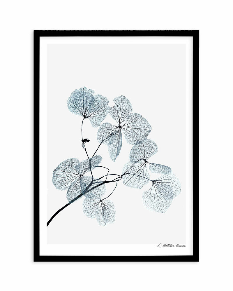 Skeleton Leaves Art Print-PRINT-Olive et Oriel-Olive et Oriel-A5 | 5.8" x 8.3" | 14.8 x 21cm-Black-With White Border-Buy-Australian-Art-Prints-Online-with-Olive-et-Oriel-Your-Artwork-Specialists-Austrailia-Decorate-With-Coastal-Photo-Wall-Art-Prints-From-Our-Beach-House-Artwork-Collection-Fine-Poster-and-Framed-Artwork