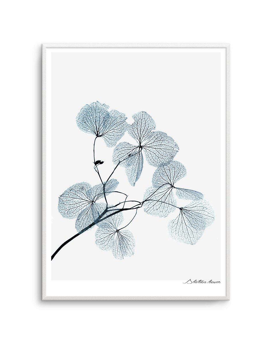 Skeleton Leaves Art Print-PRINT-Olive et Oriel-Olive et Oriel-A5 | 5.8" x 8.3" | 14.8 x 21cm-Unframed Art Print-With White Border-Buy-Australian-Art-Prints-Online-with-Olive-et-Oriel-Your-Artwork-Specialists-Austrailia-Decorate-With-Coastal-Photo-Wall-Art-Prints-From-Our-Beach-House-Artwork-Collection-Fine-Poster-and-Framed-Artwork