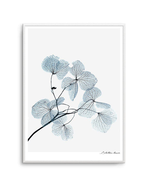 Skeleton Leaves Art Print-PRINT-Olive et Oriel-Olive et Oriel-A5 | 5.8" x 8.3" | 14.8 x 21cm-Unframed Art Print-With White Border-Buy-Australian-Art-Prints-Online-with-Olive-et-Oriel-Your-Artwork-Specialists-Austrailia-Decorate-With-Coastal-Photo-Wall-Art-Prints-From-Our-Beach-House-Artwork-Collection-Fine-Poster-and-Framed-Artwork