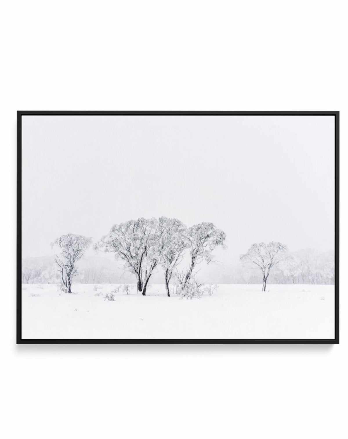 Snowy Gumtrees, Kosciuszko | Framed Canvas-CANVAS-You can shop wall art online with Olive et Oriel for everything from abstract art to fun kids wall art. Our beautiful modern art prints and canvas art are available from large canvas prints to wall art paintings and our proudly Australian artwork collection offers only the highest quality framed large wall art and canvas art Australia - You can buy fashion photography prints or Hampton print posters and paintings on canvas from Olive et Oriel and