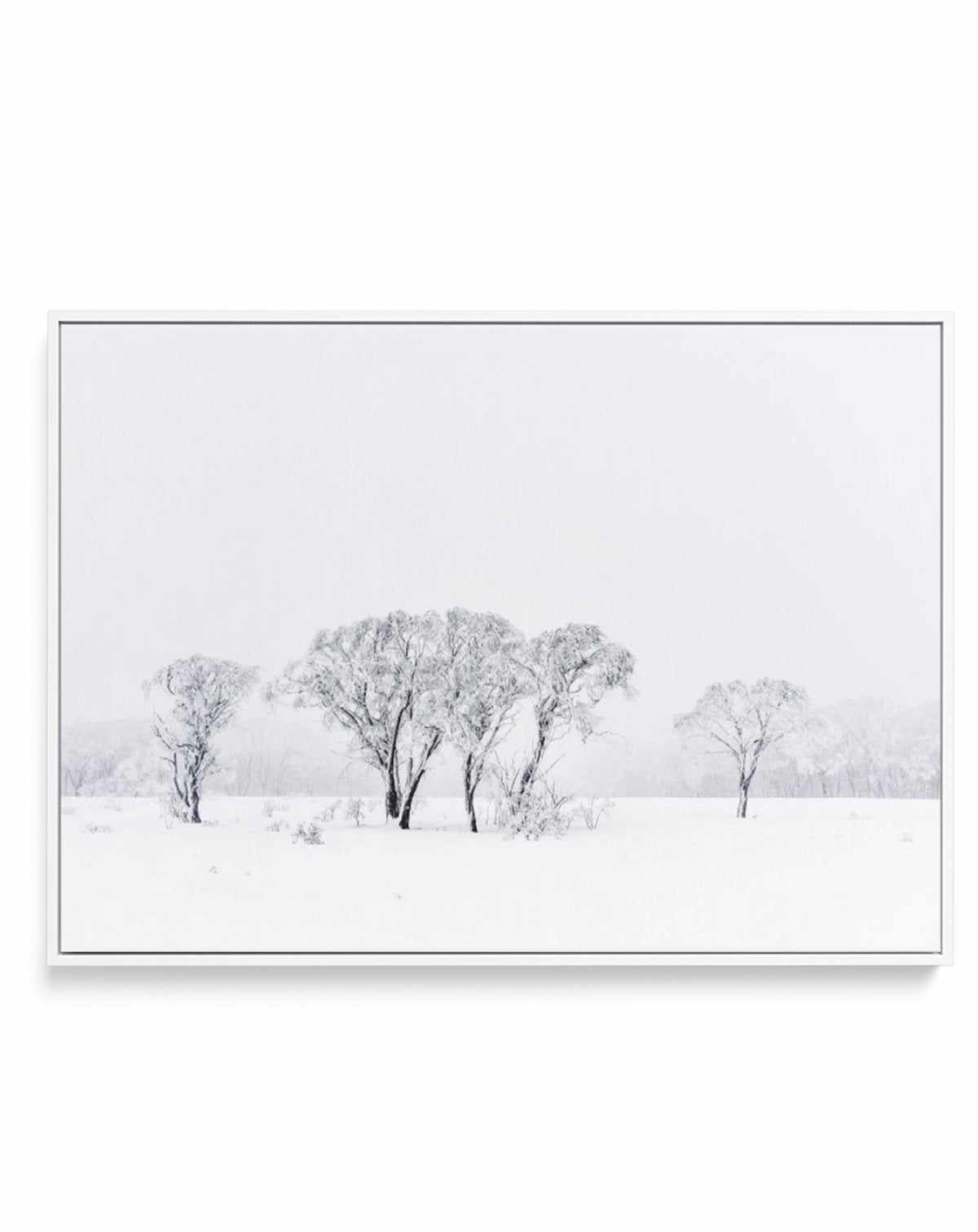 Snowy Gumtrees, Kosciuszko | Framed Canvas-CANVAS-You can shop wall art online with Olive et Oriel for everything from abstract art to fun kids wall art. Our beautiful modern art prints and canvas art are available from large canvas prints to wall art paintings and our proudly Australian artwork collection offers only the highest quality framed large wall art and canvas art Australia - You can buy fashion photography prints or Hampton print posters and paintings on canvas from Olive et Oriel and