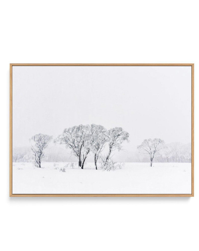 Snowy Gumtrees, Kosciuszko | Framed Canvas-CANVAS-You can shop wall art online with Olive et Oriel for everything from abstract art to fun kids wall art. Our beautiful modern art prints and canvas art are available from large canvas prints to wall art paintings and our proudly Australian artwork collection offers only the highest quality framed large wall art and canvas art Australia - You can buy fashion photography prints or Hampton print posters and paintings on canvas from Olive et Oriel and