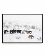 Snowy Mountains Brumbies I | Framed Canvas-CANVAS-You can shop wall art online with Olive et Oriel for everything from abstract art to fun kids wall art. Our beautiful modern art prints and canvas art are available from large canvas prints to wall art paintings and our proudly Australian artwork collection offers only the highest quality framed large wall art and canvas art Australia - You can buy fashion photography prints or Hampton print posters and paintings on canvas from Olive et Oriel and