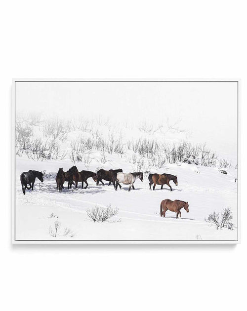 Snowy Mountains Brumbies I | Framed Canvas-CANVAS-You can shop wall art online with Olive et Oriel for everything from abstract art to fun kids wall art. Our beautiful modern art prints and canvas art are available from large canvas prints to wall art paintings and our proudly Australian artwork collection offers only the highest quality framed large wall art and canvas art Australia - You can buy fashion photography prints or Hampton print posters and paintings on canvas from Olive et Oriel and