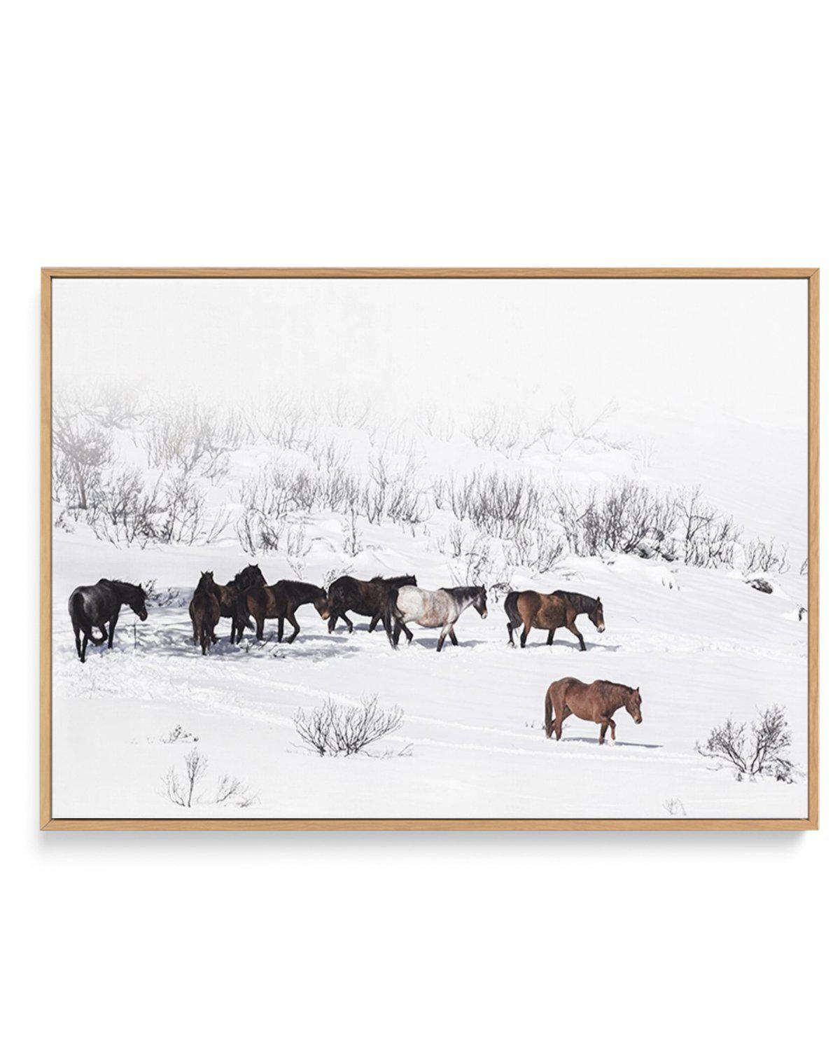 Snowy Mountains Brumbies I | Framed Canvas-CANVAS-You can shop wall art online with Olive et Oriel for everything from abstract art to fun kids wall art. Our beautiful modern art prints and canvas art are available from large canvas prints to wall art paintings and our proudly Australian artwork collection offers only the highest quality framed large wall art and canvas art Australia - You can buy fashion photography prints or Hampton print posters and paintings on canvas from Olive et Oriel and