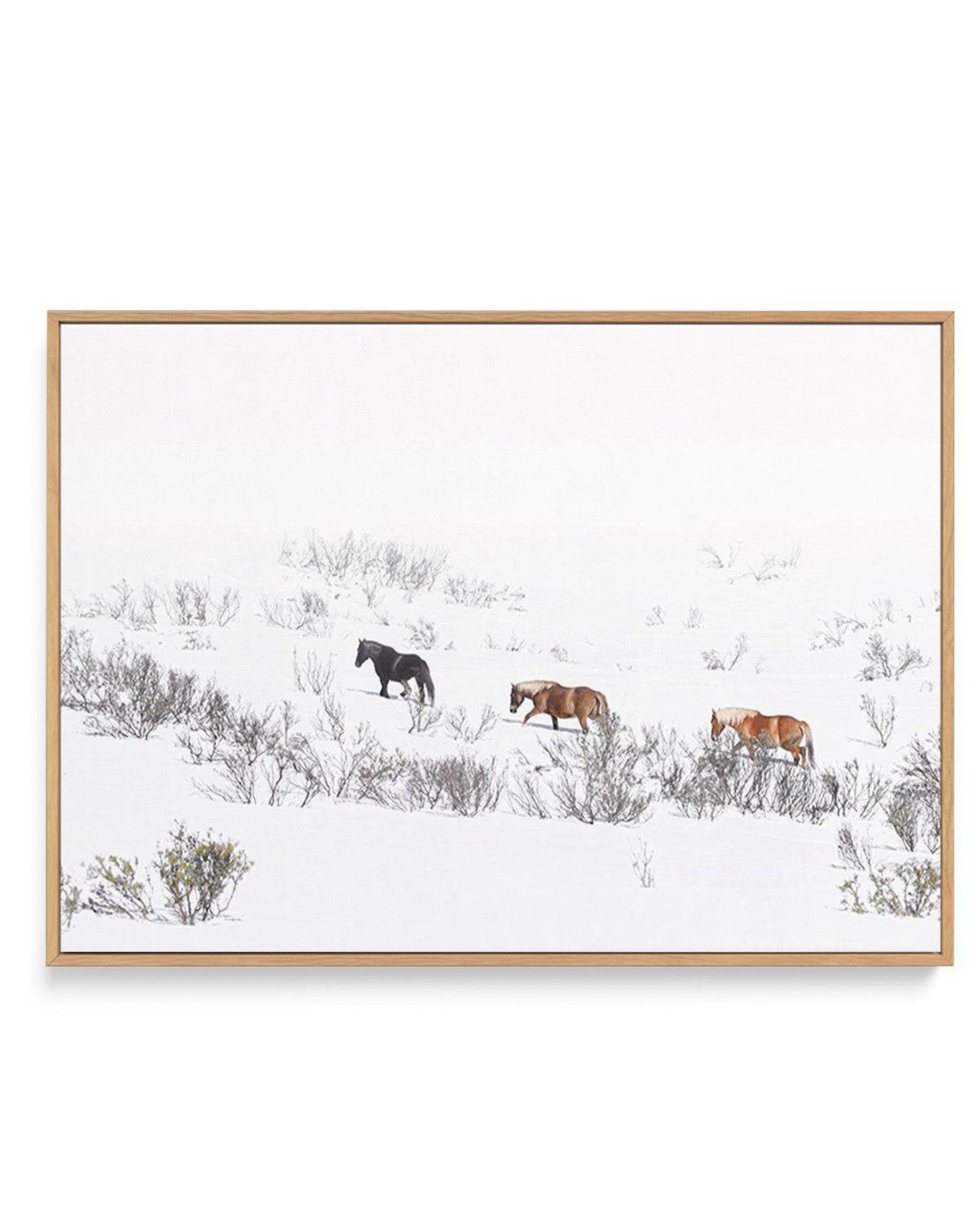 Snowy Mountains Brumbies II | Framed Canvas-CANVAS-You can shop wall art online with Olive et Oriel for everything from abstract art to fun kids wall art. Our beautiful modern art prints and canvas art are available from large canvas prints to wall art paintings and our proudly Australian artwork collection offers only the highest quality framed large wall art and canvas art Australia - You can buy fashion photography prints or Hampton print posters and paintings on canvas from Olive et Oriel an