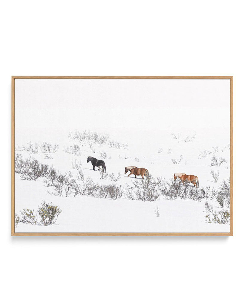 SHOP Snowy Mountains Brumbies in Snow Kosciuszko Framed Canvas Artwork