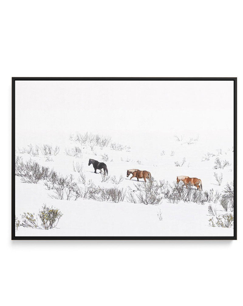 Snowy Mountains Brumbies II | Framed Canvas-CANVAS-You can shop wall art online with Olive et Oriel for everything from abstract art to fun kids wall art. Our beautiful modern art prints and canvas art are available from large canvas prints to wall art paintings and our proudly Australian artwork collection offers only the highest quality framed large wall art and canvas art Australia - You can buy fashion photography prints or Hampton print posters and paintings on canvas from Olive et Oriel an