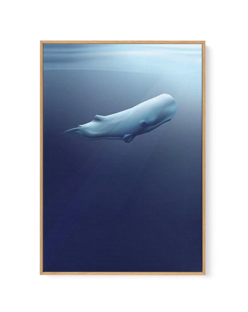 Sperm Whale | Graphic Whales Collection | Framed Canvas-CANVAS-You can shop wall art online with Olive et Oriel for everything from abstract art to fun kids wall art. Our beautiful modern art prints and canvas art are available from large canvas prints to wall art paintings and our proudly Australian artwork collection offers only the highest quality framed large wall art and canvas art Australia - You can buy fashion photography prints or Hampton print posters and paintings on canvas from Olive