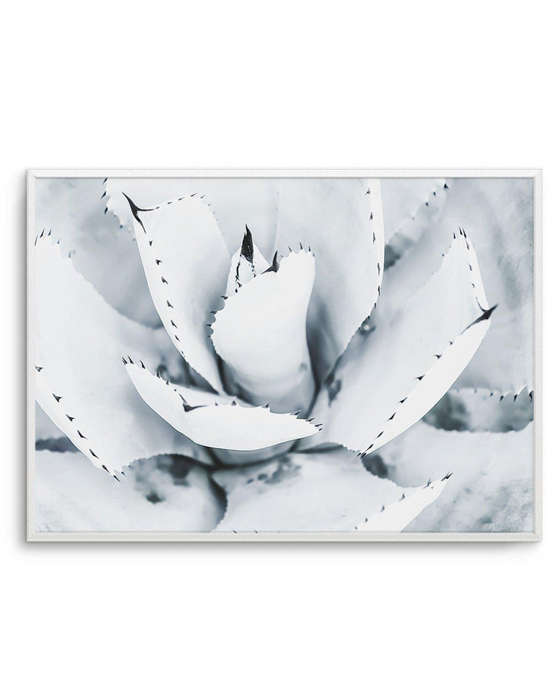 Succulent B&W Art Print-PRINT-Olive et Oriel-Olive et Oriel-A5 | 5.8" x 8.3" | 14.8 x 21cm-Unframed Art Print-With White Border-Buy-Australian-Art-Prints-Online-with-Olive-et-Oriel-Your-Artwork-Specialists-Austrailia-Decorate-With-Coastal-Photo-Wall-Art-Prints-From-Our-Beach-House-Artwork-Collection-Fine-Poster-and-Framed-Artwork