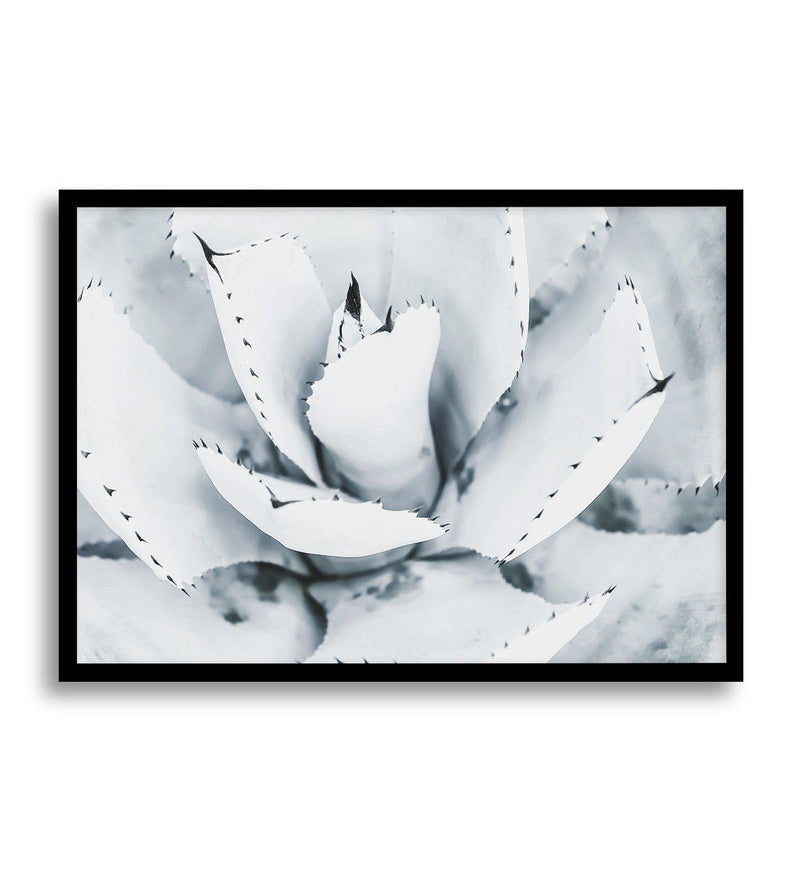 Succulent B&W Art Print-PRINT-Olive et Oriel-Olive et Oriel-A5 | 5.8" x 8.3" | 14.8 x 21cm-Black-With White Border-Buy-Australian-Art-Prints-Online-with-Olive-et-Oriel-Your-Artwork-Specialists-Austrailia-Decorate-With-Coastal-Photo-Wall-Art-Prints-From-Our-Beach-House-Artwork-Collection-Fine-Poster-and-Framed-Artwork