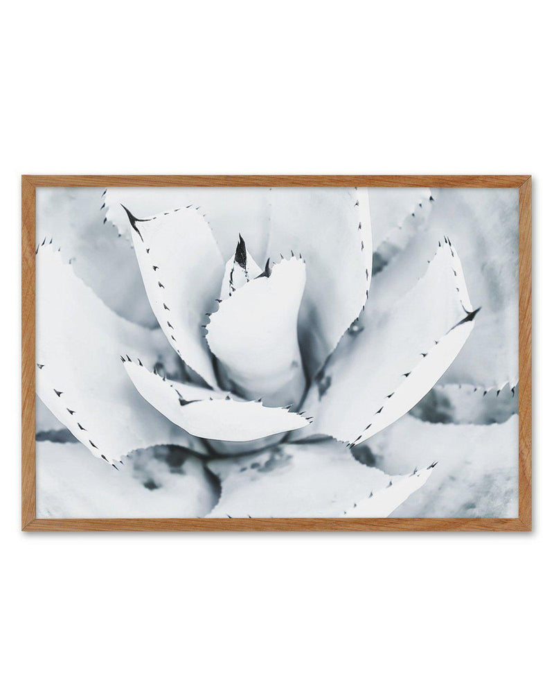 Succulent B&W Art Print-PRINT-Olive et Oriel-Olive et Oriel-50x70 cm | 19.6" x 27.5"-Walnut-With White Border-Buy-Australian-Art-Prints-Online-with-Olive-et-Oriel-Your-Artwork-Specialists-Austrailia-Decorate-With-Coastal-Photo-Wall-Art-Prints-From-Our-Beach-House-Artwork-Collection-Fine-Poster-and-Framed-Artwork