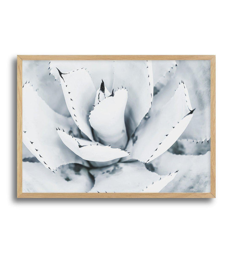 Succulent B&W Art Print-PRINT-Olive et Oriel-Olive et Oriel-A5 | 5.8" x 8.3" | 14.8 x 21cm-Oak-With White Border-Buy-Australian-Art-Prints-Online-with-Olive-et-Oriel-Your-Artwork-Specialists-Austrailia-Decorate-With-Coastal-Photo-Wall-Art-Prints-From-Our-Beach-House-Artwork-Collection-Fine-Poster-and-Framed-Artwork