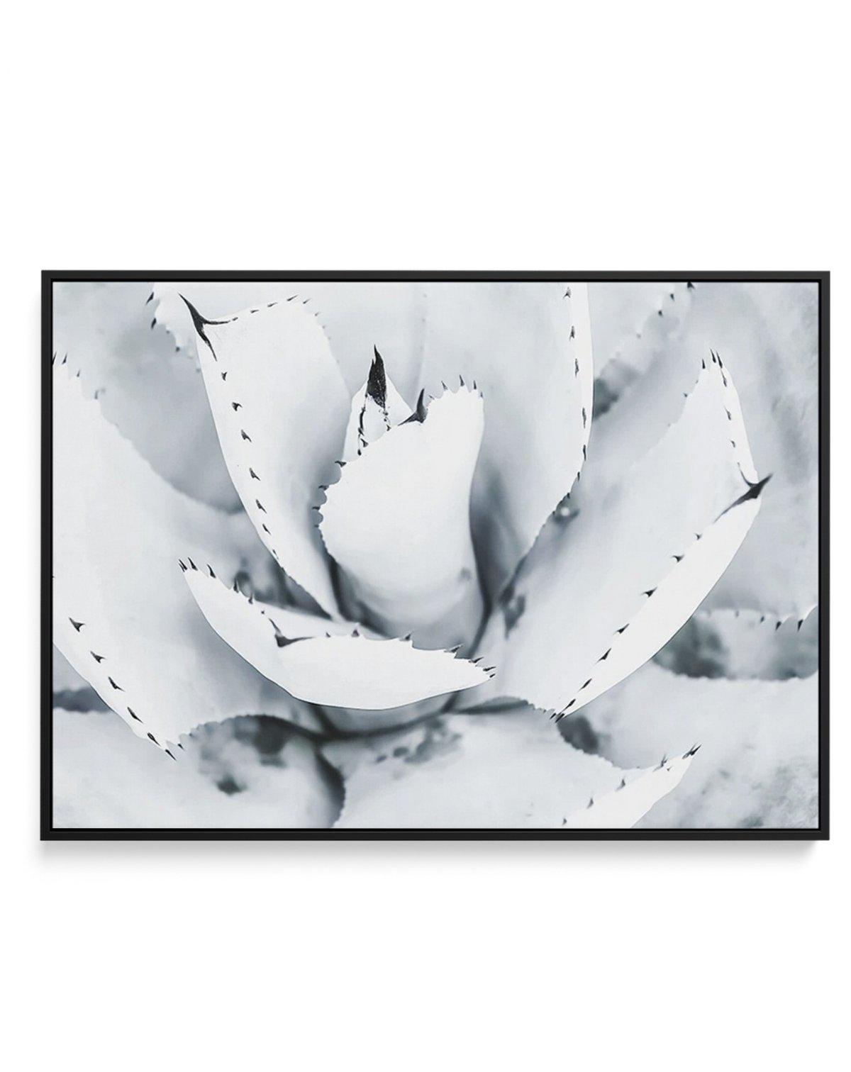 Succulent B&W | Framed Canvas-CANVAS-You can shop wall art online with Olive et Oriel for everything from abstract art to fun kids wall art. Our beautiful modern art prints and canvas art are available from large canvas prints to wall art paintings and our proudly Australian artwork collection offers only the highest quality framed large wall art and canvas art Australia - You can buy fashion photography prints or Hampton print posters and paintings on canvas from Olive et Oriel and have them de