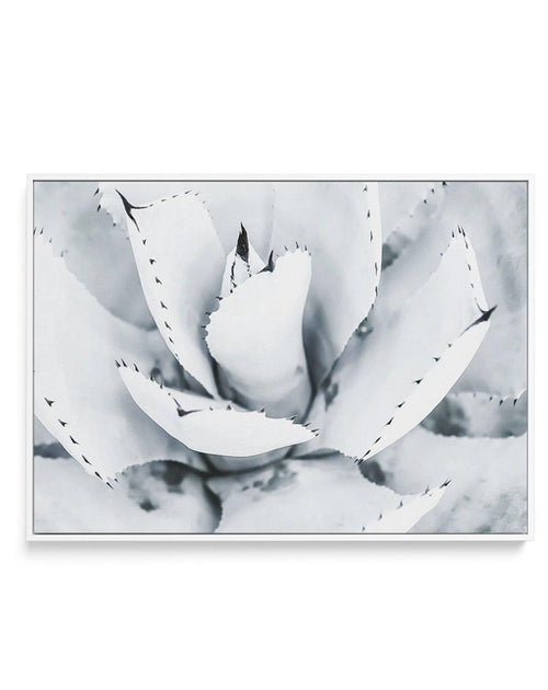 Succulent B&W | Framed Canvas-CANVAS-You can shop wall art online with Olive et Oriel for everything from abstract art to fun kids wall art. Our beautiful modern art prints and canvas art are available from large canvas prints to wall art paintings and our proudly Australian artwork collection offers only the highest quality framed large wall art and canvas art Australia - You can buy fashion photography prints or Hampton print posters and paintings on canvas from Olive et Oriel and have them de