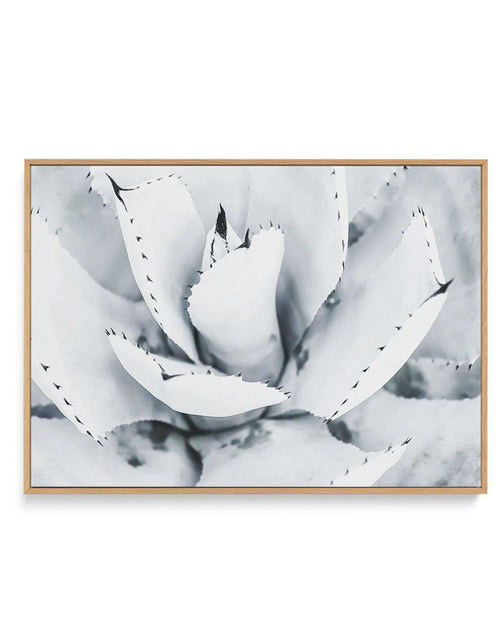 Succulent B&W | Framed Canvas-CANVAS-You can shop wall art online with Olive et Oriel for everything from abstract art to fun kids wall art. Our beautiful modern art prints and canvas art are available from large canvas prints to wall art paintings and our proudly Australian artwork collection offers only the highest quality framed large wall art and canvas art Australia - You can buy fashion photography prints or Hampton print posters and paintings on canvas from Olive et Oriel and have them de