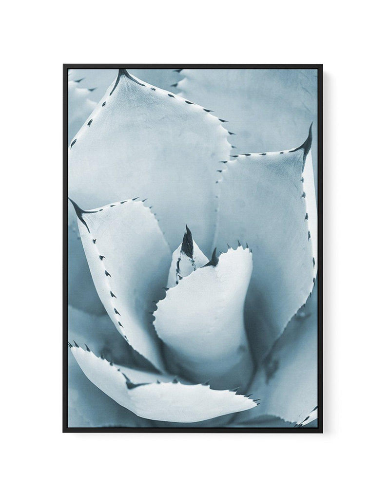 Succulent II | PT | Framed Canvas-CANVAS-You can shop wall art online with Olive et Oriel for everything from abstract art to fun kids wall art. Our beautiful modern art prints and canvas art are available from large canvas prints to wall art paintings and our proudly Australian artwork collection offers only the highest quality framed large wall art and canvas art Australia - You can buy fashion photography prints or Hampton print posters and paintings on canvas from Olive et Oriel and have the