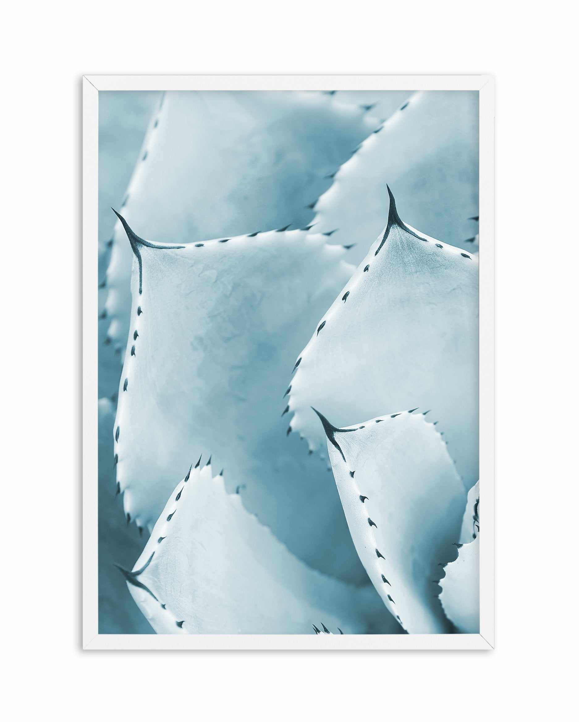 Succulent I | PT Art Print-PRINT-Olive et Oriel-Olive et Oriel-A5 | 5.8" x 8.3" | 14.8 x 21cm-White-With White Border-Buy-Australian-Art-Prints-Online-with-Olive-et-Oriel-Your-Artwork-Specialists-Austrailia-Decorate-With-Coastal-Photo-Wall-Art-Prints-From-Our-Beach-House-Artwork-Collection-Fine-Poster-and-Framed-Artwork