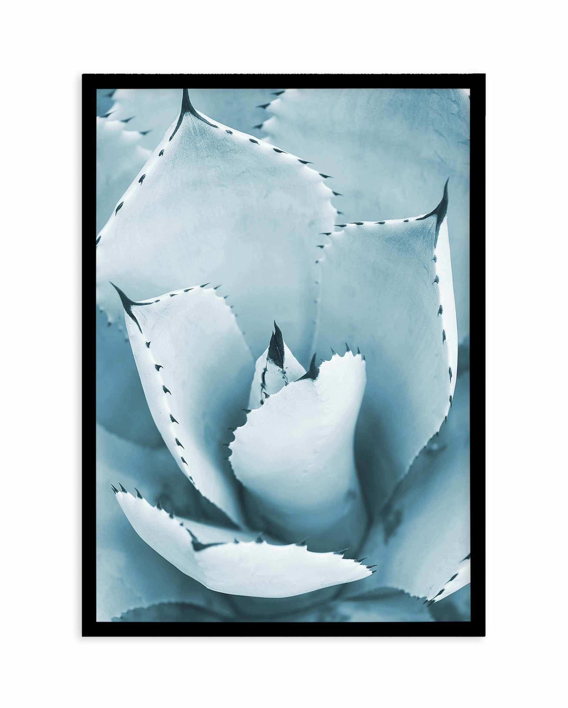 Succulent II | PT Art Print-PRINT-Olive et Oriel-Olive et Oriel-A5 | 5.8" x 8.3" | 14.8 x 21cm-Black-With White Border-Buy-Australian-Art-Prints-Online-with-Olive-et-Oriel-Your-Artwork-Specialists-Austrailia-Decorate-With-Coastal-Photo-Wall-Art-Prints-From-Our-Beach-House-Artwork-Collection-Fine-Poster-and-Framed-Artwork