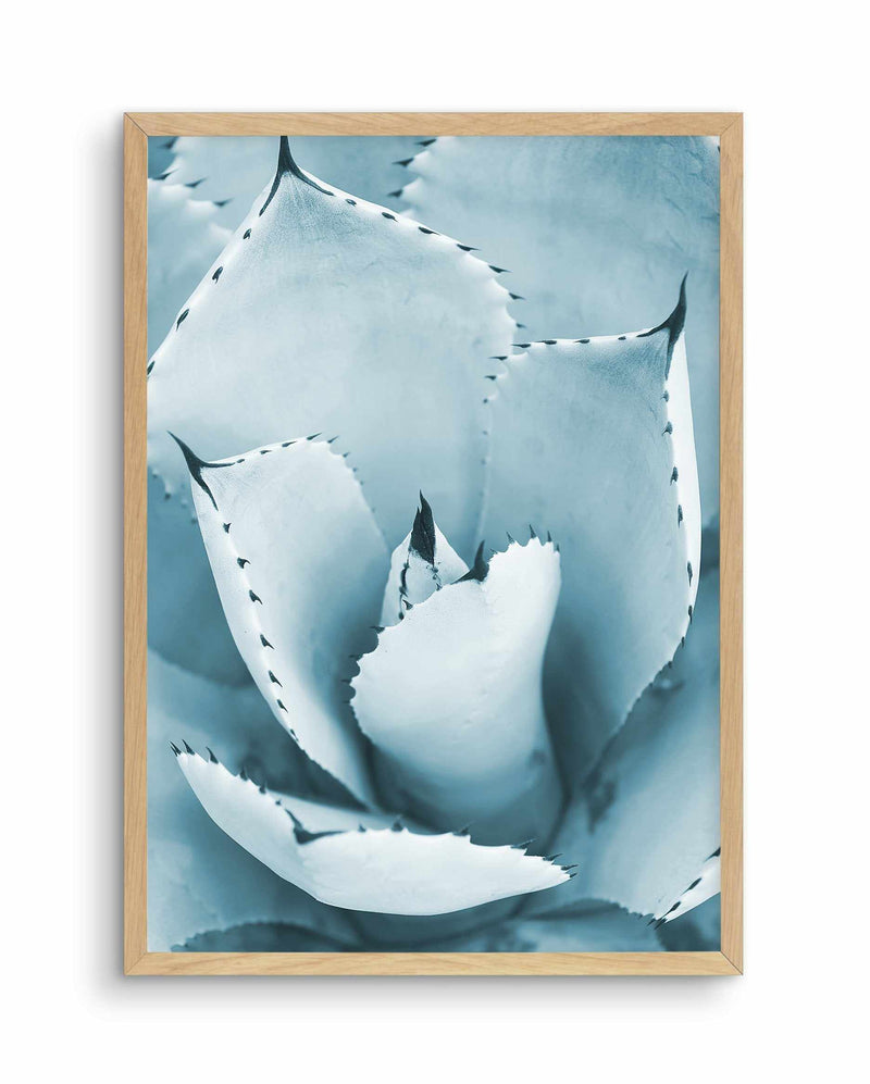 Succulent II | PT Art Print-PRINT-Olive et Oriel-Olive et Oriel-A5 | 5.8" x 8.3" | 14.8 x 21cm-Oak-With White Border-Buy-Australian-Art-Prints-Online-with-Olive-et-Oriel-Your-Artwork-Specialists-Austrailia-Decorate-With-Coastal-Photo-Wall-Art-Prints-From-Our-Beach-House-Artwork-Collection-Fine-Poster-and-Framed-Artwork