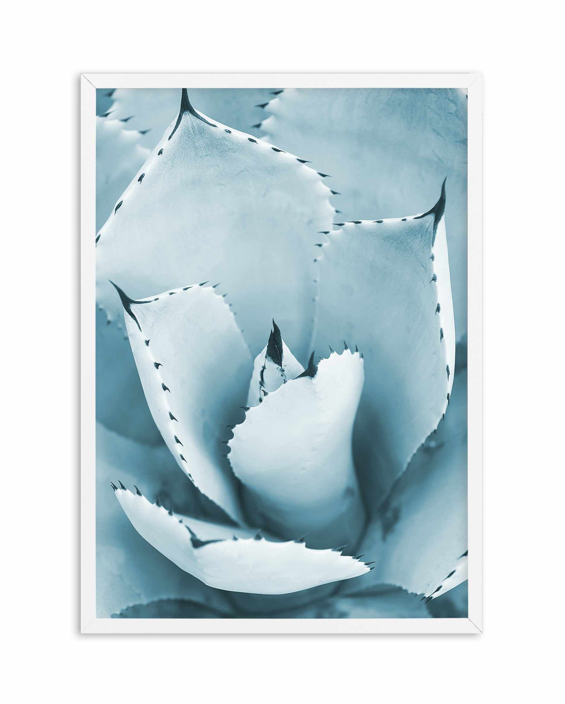 Succulent II | PT Art Print-PRINT-Olive et Oriel-Olive et Oriel-A5 | 5.8" x 8.3" | 14.8 x 21cm-White-With White Border-Buy-Australian-Art-Prints-Online-with-Olive-et-Oriel-Your-Artwork-Specialists-Austrailia-Decorate-With-Coastal-Photo-Wall-Art-Prints-From-Our-Beach-House-Artwork-Collection-Fine-Poster-and-Framed-Artwork