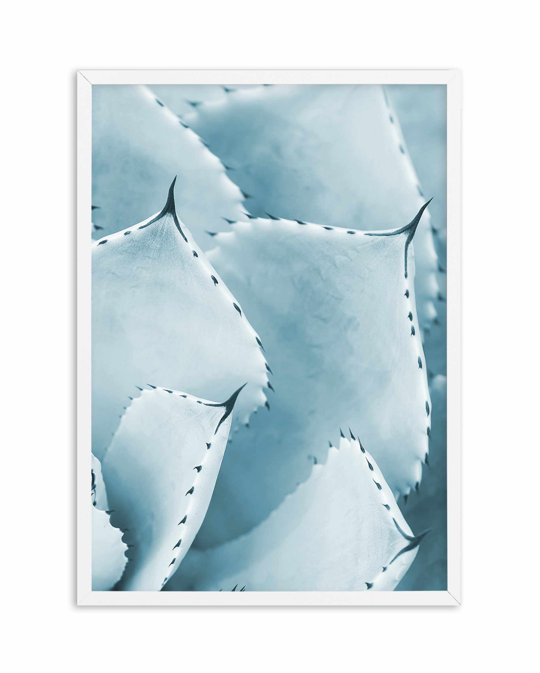 Succulent III | PT Art Print-PRINT-Olive et Oriel-Olive et Oriel-A5 | 5.8" x 8.3" | 14.8 x 21cm-White-With White Border-Buy-Australian-Art-Prints-Online-with-Olive-et-Oriel-Your-Artwork-Specialists-Austrailia-Decorate-With-Coastal-Photo-Wall-Art-Prints-From-Our-Beach-House-Artwork-Collection-Fine-Poster-and-Framed-Artwork