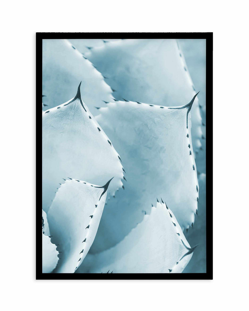 Succulent III | PT Art Print-PRINT-Olive et Oriel-Olive et Oriel-A5 | 5.8" x 8.3" | 14.8 x 21cm-Black-With White Border-Buy-Australian-Art-Prints-Online-with-Olive-et-Oriel-Your-Artwork-Specialists-Austrailia-Decorate-With-Coastal-Photo-Wall-Art-Prints-From-Our-Beach-House-Artwork-Collection-Fine-Poster-and-Framed-Artwork