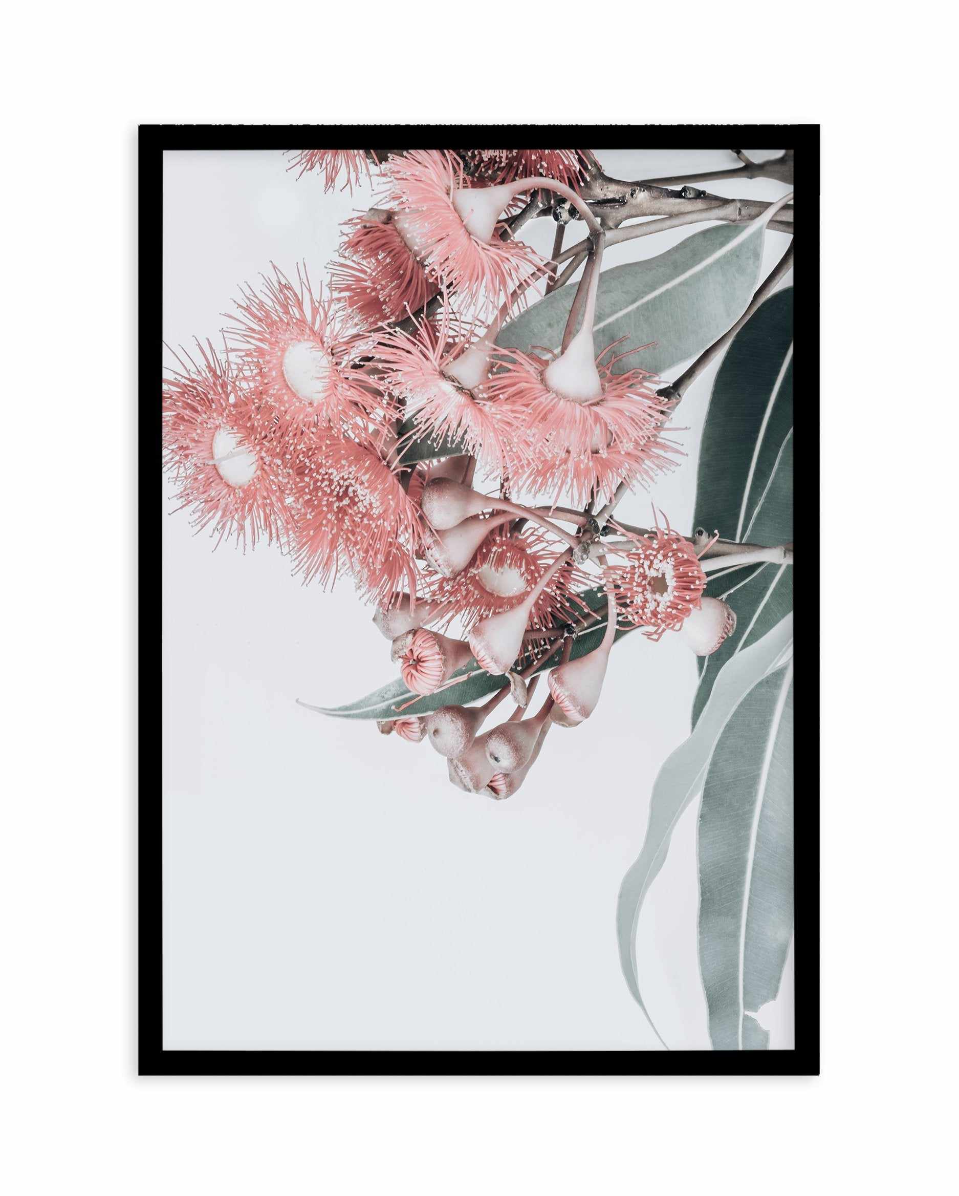 Summer Eucalyptus Art Print-PRINT-Olive et Oriel-Olive et Oriel-A5 | 5.8" x 8.3" | 14.8 x 21cm-Black-With White Border-Buy-Australian-Art-Prints-Online-with-Olive-et-Oriel-Your-Artwork-Specialists-Austrailia-Decorate-With-Coastal-Photo-Wall-Art-Prints-From-Our-Beach-House-Artwork-Collection-Fine-Poster-and-Framed-Artwork