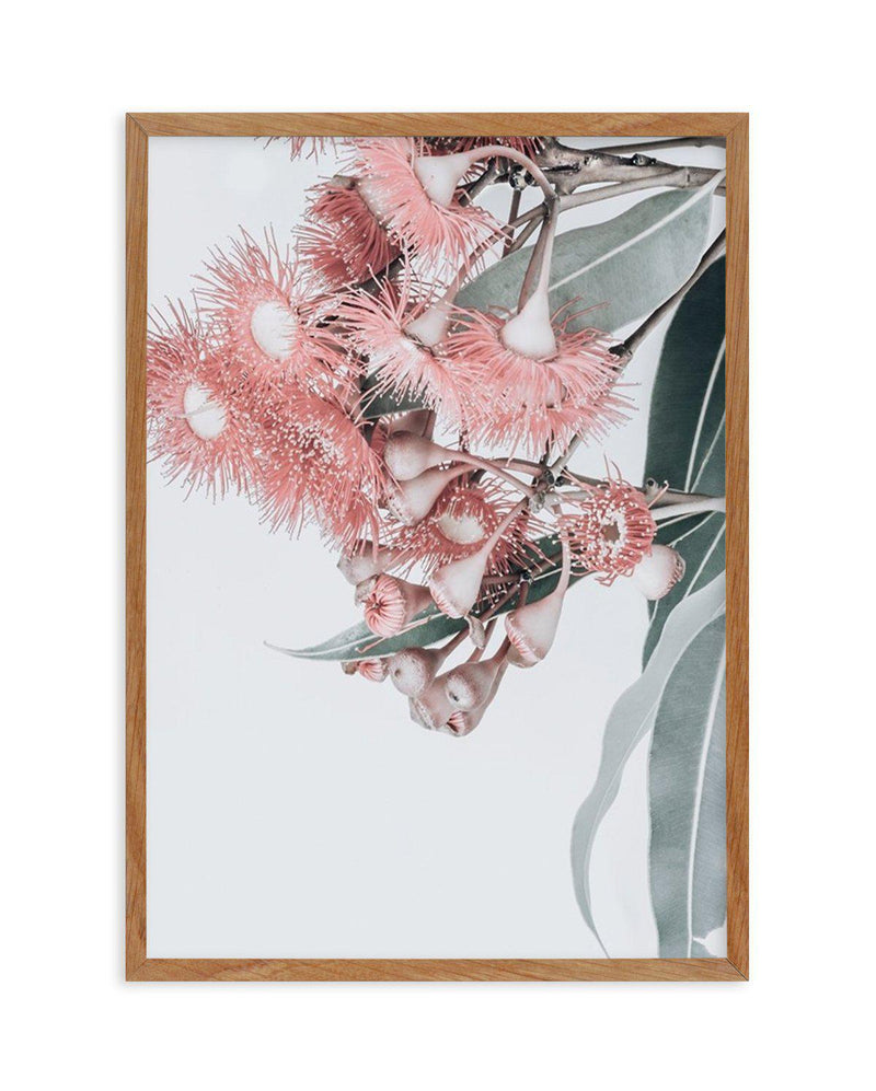 Summer Eucalyptus Art Print-PRINT-Olive et Oriel-Olive et Oriel-50x70 cm | 19.6" x 27.5"-Walnut-With White Border-Buy-Australian-Art-Prints-Online-with-Olive-et-Oriel-Your-Artwork-Specialists-Austrailia-Decorate-With-Coastal-Photo-Wall-Art-Prints-From-Our-Beach-House-Artwork-Collection-Fine-Poster-and-Framed-Artwork