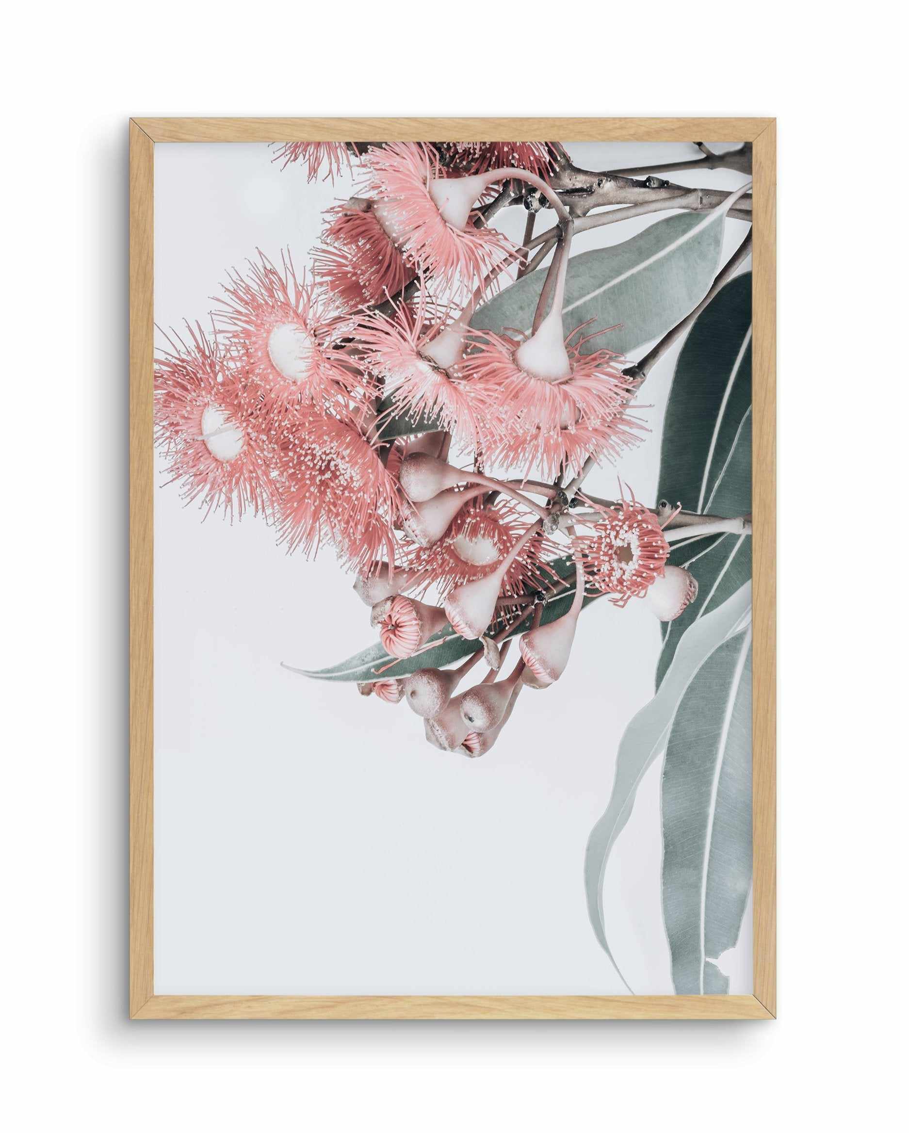 Summer Eucalyptus Art Print-PRINT-Olive et Oriel-Olive et Oriel-A5 | 5.8" x 8.3" | 14.8 x 21cm-Oak-With White Border-Buy-Australian-Art-Prints-Online-with-Olive-et-Oriel-Your-Artwork-Specialists-Austrailia-Decorate-With-Coastal-Photo-Wall-Art-Prints-From-Our-Beach-House-Artwork-Collection-Fine-Poster-and-Framed-Artwork